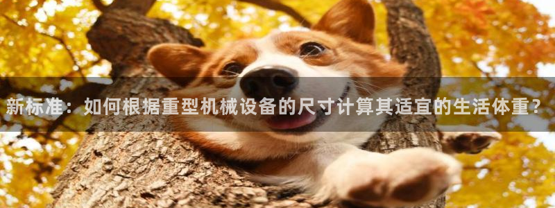 龙八国际备用地址